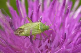 Attēlu rezultāti vaicājumam “Closterotomus biclavatus nymph”