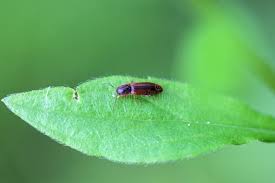 Attēlu rezultāti vaicājumam “Dalopius marginatus”