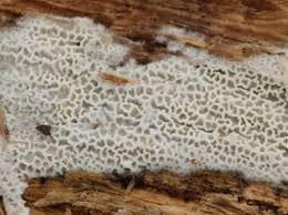 Attēlu rezultāti vaicājumam “Trechispora mollusca”