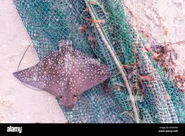 Image result for Aetobatus narinari