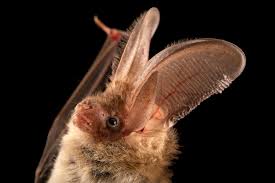 Attēlu rezultāti vaicājumam “Plecotus auritus”