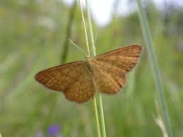 Attēlu rezultāti vaicājumam “Idaea serpentata”