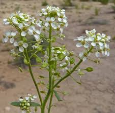 Attēlu rezultāti vaicājumam “Diderma montanum stalked”