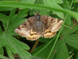 Attēlu rezultāti vaicājumam “Euclidia glyphica”