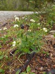 Attēlu rezultāti vaicājumam “Trifolium montanum”