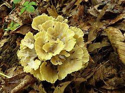 Attēlu rezultāti vaicājumam “Grifola frondosa”