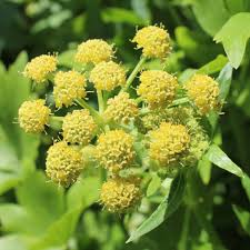 Attēlu rezultāti vaicājumam “Levisticum officinale leaf”