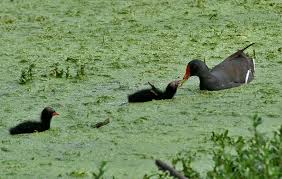 Attēlu rezultāti vaicājumam “Gallinula chloropus adult”