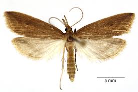 Attēlu rezultāti vaicājumam “Donacaula mucronella”