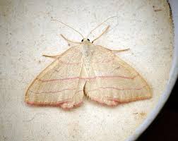 Attēlu rezultāti vaicājumam “Rhodostrophia vibicaria”