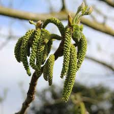 Attēlu rezultāti vaicājumam “Juglans x sinensis”