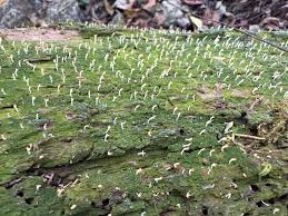 Attēlu rezultāti vaicājumam “Multiclavula mucida”