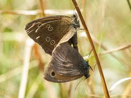 Attēlu rezultāti vaicājumam “Aphantopus hyperantus upperside”