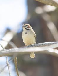 Image result for Chondestes grammacus