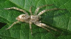 Attēlu rezultāti vaicājumam “Anyphaena accentuata”