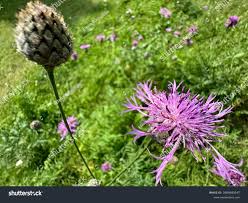 Attēlu rezultāti vaicājumam “Serratula tinctoria”