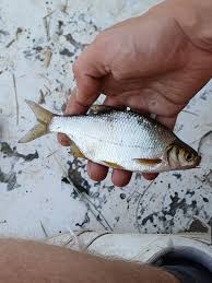 Image result for Blicca bjoerkna