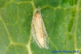 Attēlu rezultāti vaicājumam “Plutellidae”