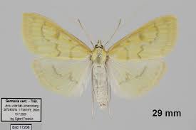 Attēlu rezultāti vaicājumam “Paratalanta hyalinalis”