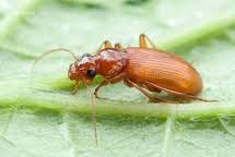 Attēlu rezultāti vaicājumam “Leistus ferrugineus”