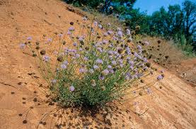 Attēlu rezultāti vaicājumam “Jasione montana”
