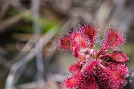 Attēlu rezultāti vaicājumam “Drosera anglica flower”