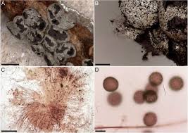 Attēlu rezultāti vaicājumam “Didymium spongiosum spores”