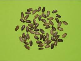 Attēlu rezultāti vaicājumam “Silybum marianum fruit”