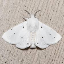 Attēlu rezultāti vaicājumam “Spilosoma lutea imago”