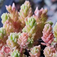 Attēlu rezultāti vaicājumam “Sedum hispanicum”