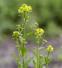Attēlu rezultāti vaicājumam “Barbarea vulgaris subsp. arcuata flower”
