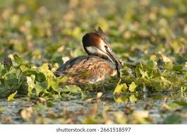 Attēlu rezultāti vaicājumam “Podiceps cristatus nest”
