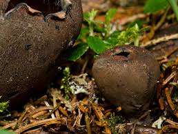 Attēlu rezultāti vaicājumam “Urnula craterium”