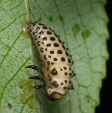 Attēlu rezultāti vaicājumam “Chrysomela vigintipunctata”