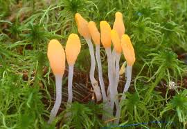 Attēlu rezultāti vaicājumam “Mitrula paludosa”