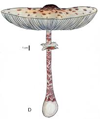 Attēlu rezultāti vaicājumam “Macrolepiota”