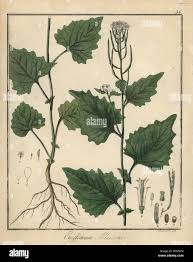 Attēlu rezultāti vaicājumam “Alliaria petiolata”