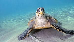 Image result for Eretmochelys imbricata