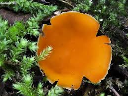 Attēlu rezultāti vaicājumam “Sarcoscypha austriaca var. lutea”