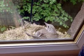 Attēlu rezultāti vaicājumam “Turdus viscivorus nest”