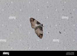 Attēlu rezultāti vaicājumam “Catarhoe cuculata”