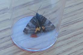 Attēlu rezultāti vaicājumam “Boudinotiana notha”