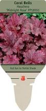 Image result for Heuchera `Midnight Rose`