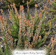 Attēlu rezultāti vaicājumam “Calluna vulgaris bud”