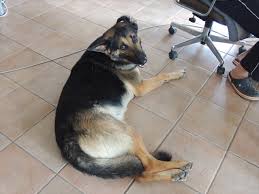 X68K警察沙汰에 대한 이미지 검색결과