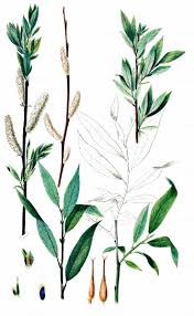 Attēlu rezultāti vaicājumam “Salix daphnoides subsp. acutifolia”