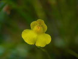 Attēlu rezultāti vaicājumam “Utricularia intermedia”