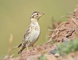 Image result for Petronia petronia