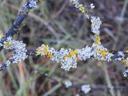 Attēlu rezultāti vaicājumam “Physcia adscendens”