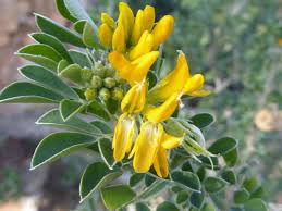 Attēlu rezultāti vaicājumam “Medicago”